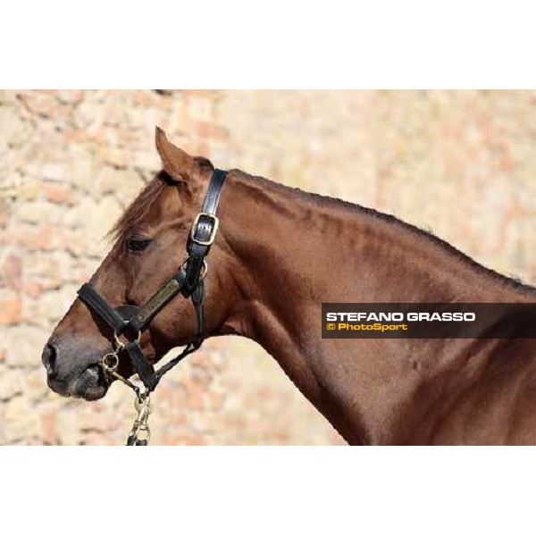 St. Paul House pictured at I Mandorl Stud farm Cedri di Peccioli (SI), 18th oct. 2009 ph.Stefano Grasso