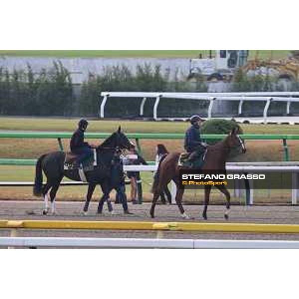 Japan Cup of Tokyo - - Tokyo, Fuchu Racecourse - 23 November 2023 - ph.Stefano Grasso/Longines Morning track works Iresine