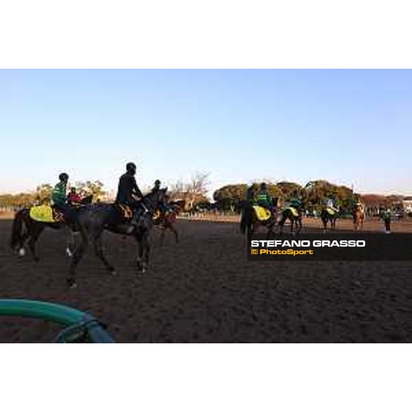 Japan Cup of Tokyo - - Tokyo, Fuchu Racecourse - 24 November 2023 - ph.Stefano Grasso/Longines A morning at MIHO training center