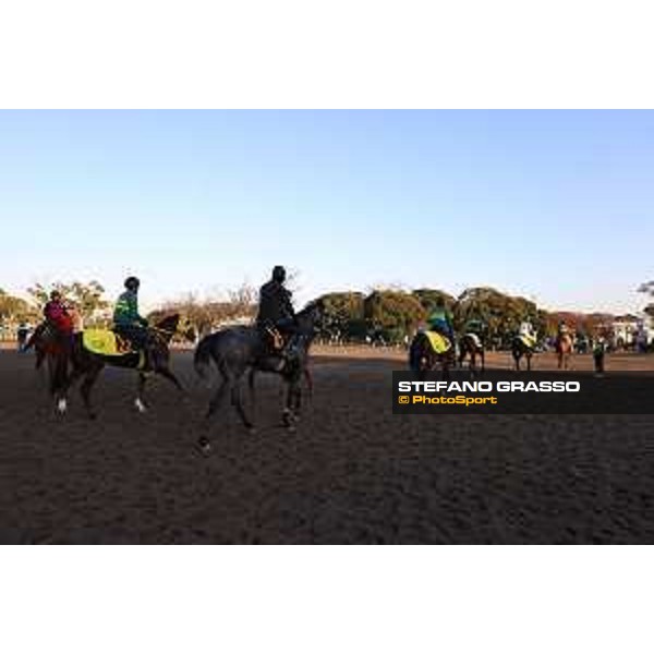 Japan Cup of Tokyo - - Tokyo, Fuchu Racecourse - 24 November 2023 - ph.Stefano Grasso/Longines A morning at MIHO training center