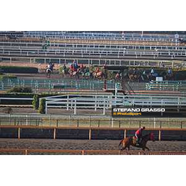 Japan Cup of Tokyo - - Tokyo, Fuchu Racecourse - 24 November 2023 - ph.Stefano Grasso/Longines A morning at MIHO training center