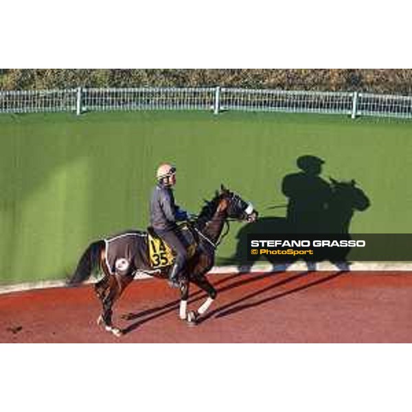 Japan Cup of Tokyo - - Tokyo, Fuchu Racecourse - 24 November 2023 - ph.Stefano Grasso/Longines A morning at MIHO training center