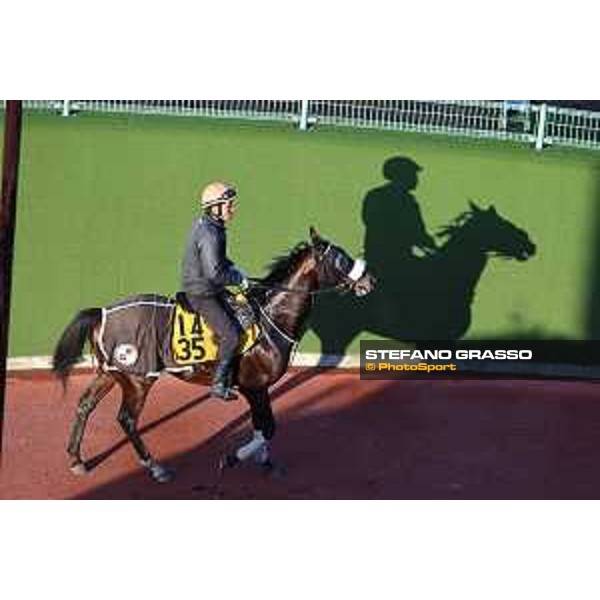 Japan Cup of Tokyo - - Tokyo, Fuchu Racecourse - 24 November 2023 - ph.Stefano Grasso/Longines A morning at MIHO training center