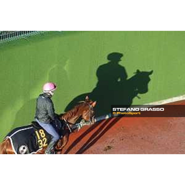 Japan Cup of Tokyo - - Tokyo, Fuchu Racecourse - 24 November 2023 - ph.Stefano Grasso/Longines A morning at MIHO training center