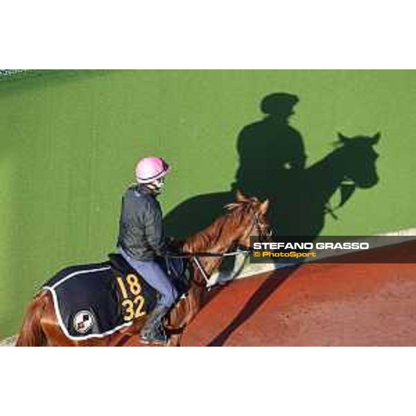 Japan Cup of Tokyo - - Tokyo, Fuchu Racecourse - 24 November 2023 - ph.Stefano Grasso/Longines A morning at MIHO training center