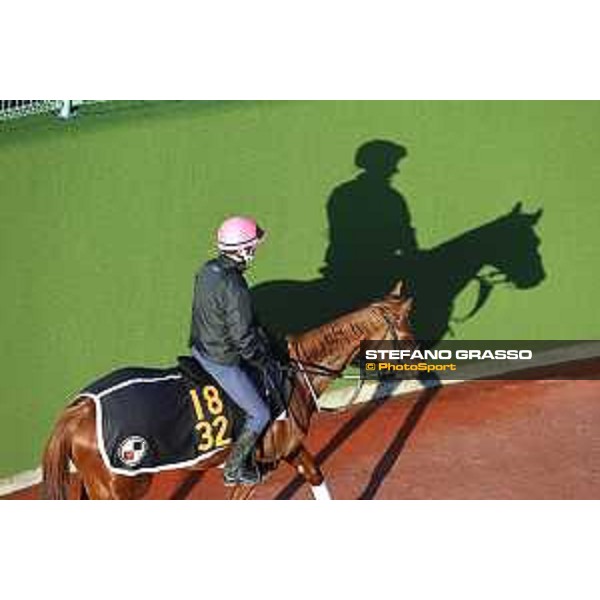Japan Cup of Tokyo - - Tokyo, Fuchu Racecourse - 24 November 2023 - ph.Stefano Grasso/Longines A morning at MIHO training center