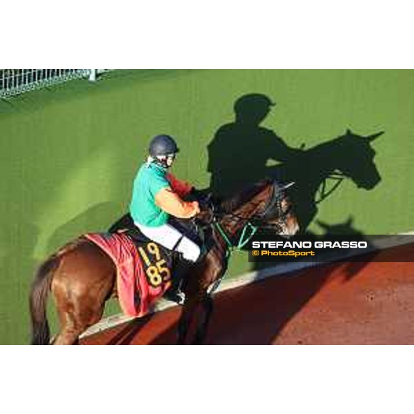 Japan Cup of Tokyo - - Tokyo, Fuchu Racecourse - 24 November 2023 - ph.Stefano Grasso/Longines A morning at MIHO training center