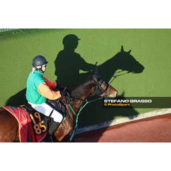 Japan Cup of Tokyo - - Tokyo, Fuchu Racecourse - 24 November 2023 - ph.Stefano Grasso/Longines A morning at MIHO training center
