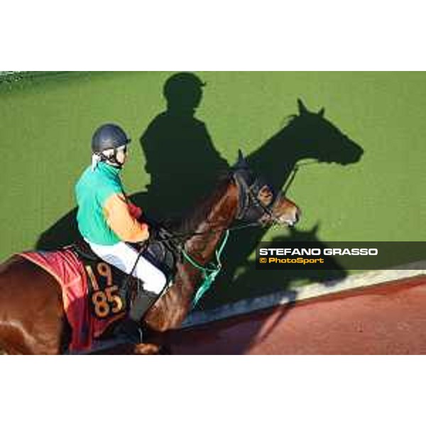 Japan Cup of Tokyo - - Tokyo, Fuchu Racecourse - 24 November 2023 - ph.Stefano Grasso/Longines A morning at MIHO training center