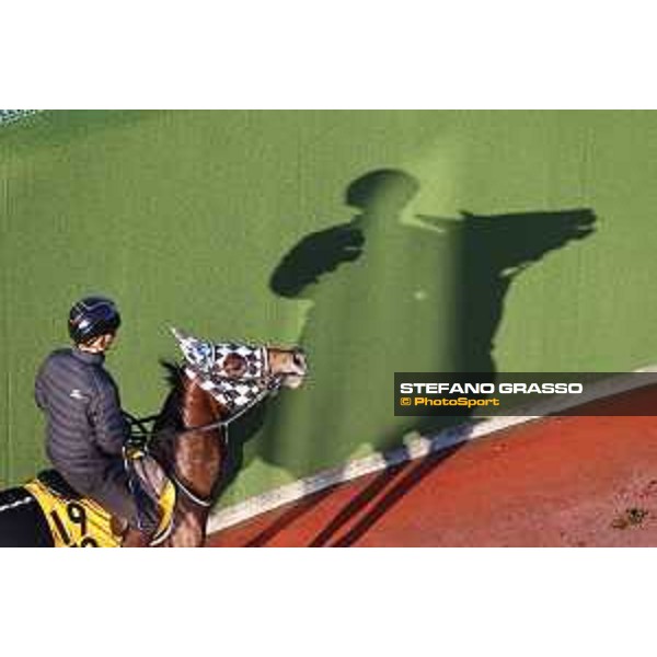 Japan Cup of Tokyo - - Tokyo, Fuchu Racecourse - 24 November 2023 - ph.Stefano Grasso/Longines A morning at MIHO training center