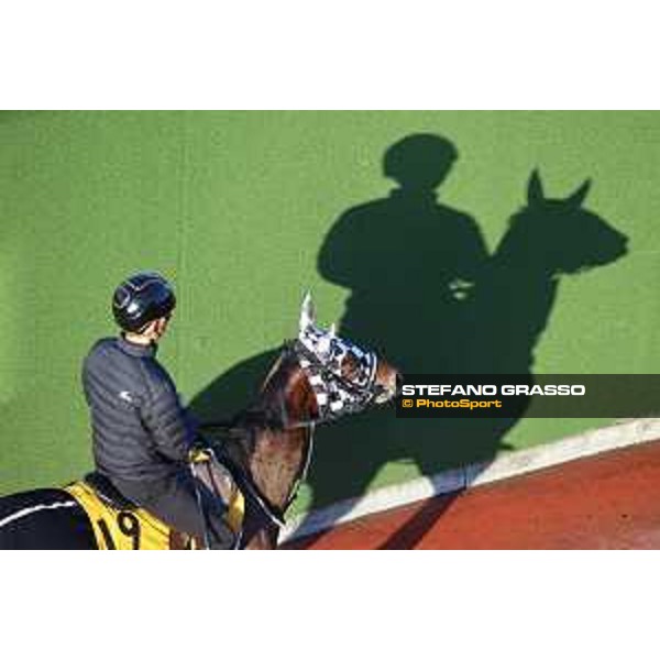 Japan Cup of Tokyo - - Tokyo, Fuchu Racecourse - 24 November 2023 - ph.Stefano Grasso/Longines A morning at MIHO training center