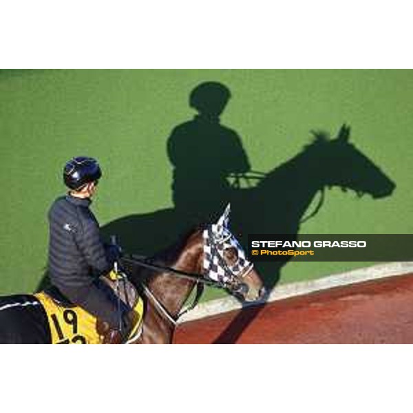 Japan Cup of Tokyo - - Tokyo, Fuchu Racecourse - 24 November 2023 - ph.Stefano Grasso/Longines A morning at MIHO training center