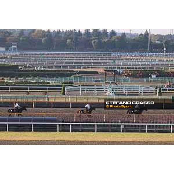 Japan Cup of Tokyo - - Tokyo, Fuchu Racecourse - 24 November 2023 - ph.Stefano Grasso/Longines A morning at MIHO training center