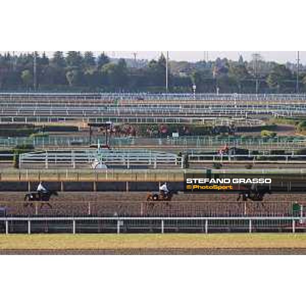 Japan Cup of Tokyo - - Tokyo, Fuchu Racecourse - 24 November 2023 - ph.Stefano Grasso/Longines A morning at MIHO training center