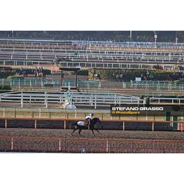 Japan Cup of Tokyo - - Tokyo, Fuchu Racecourse - 24 November 2023 - ph.Stefano Grasso/Longines A morning at MIHO training center