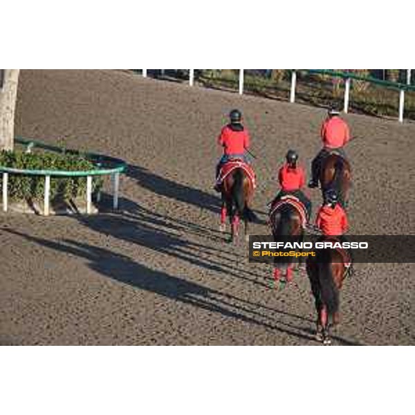 Japan Cup of Tokyo - - Tokyo, Fuchu Racecourse - 24 November 2023 - ph.Stefano Grasso/Longines A morning at MIHO training center