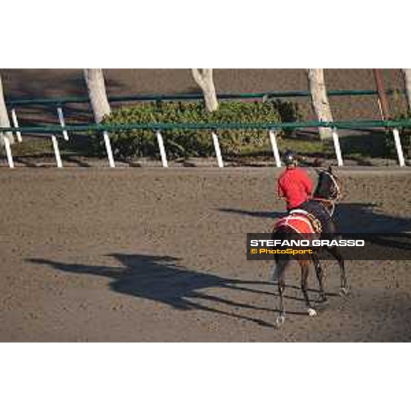 Japan Cup of Tokyo - - Tokyo, Fuchu Racecourse - 24 November 2023 - ph.Stefano Grasso/Longines A morning at MIHO training center