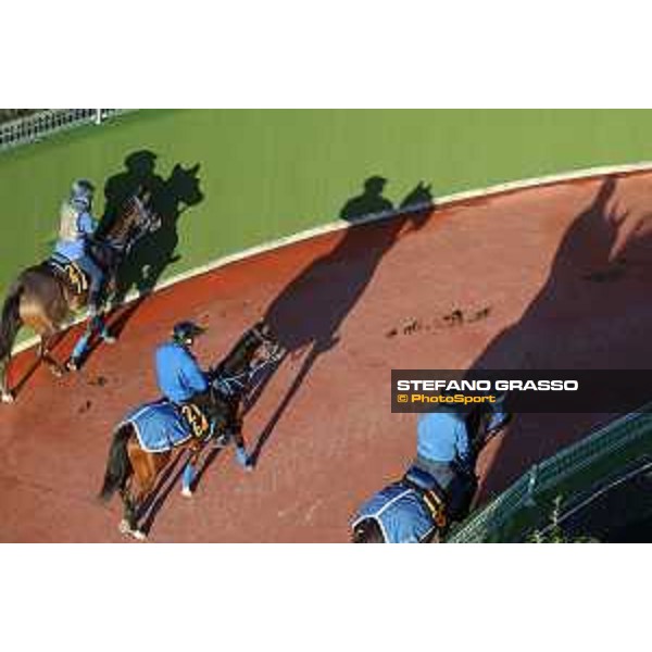 Japan Cup of Tokyo - - Tokyo, Fuchu Racecourse - 24 November 2023 - ph.Stefano Grasso/Longines A morning at MIHO training center