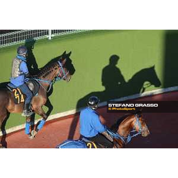 Japan Cup of Tokyo - - Tokyo, Fuchu Racecourse - 24 November 2023 - ph.Stefano Grasso/Longines A morning at MIHO training center