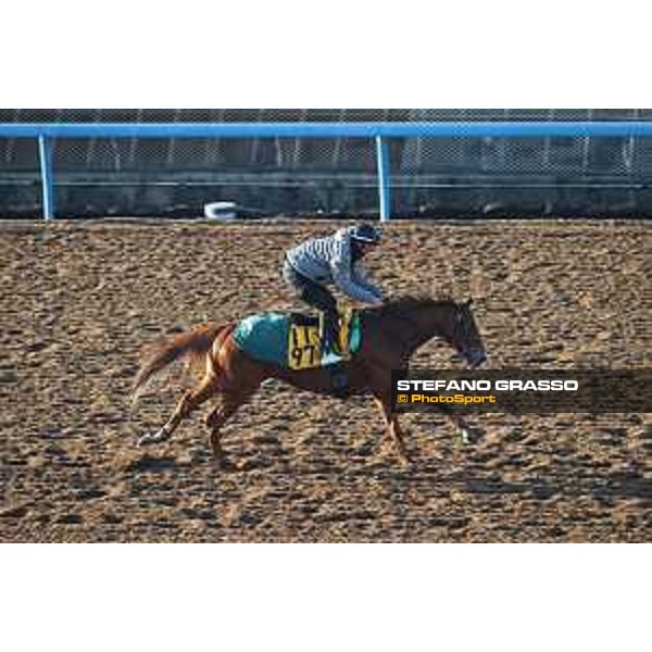 Japan Cup of Tokyo - - Tokyo, Fuchu Racecourse - 24 November 2023 - ph.Stefano Grasso/Longines A morning at MIHO training center