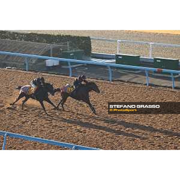 Japan Cup of Tokyo - - Tokyo, Fuchu Racecourse - 24 November 2023 - ph.Stefano Grasso/Longines A morning at MIHO training center