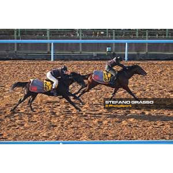 Japan Cup of Tokyo - - Tokyo, Fuchu Racecourse - 24 November 2023 - ph.Stefano Grasso/Longines A morning at MIHO training center