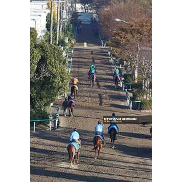 Japan Cup of Tokyo - - Tokyo, Fuchu Racecourse - 24 November 2023 - ph.Stefano Grasso/Longines A morning at MIHO training center