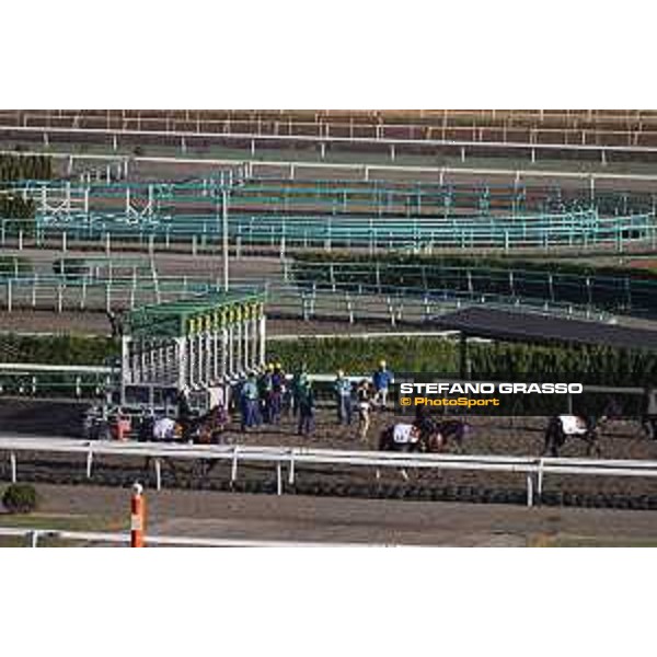 Japan Cup of Tokyo - - Tokyo, Fuchu Racecourse - 24 November 2023 - ph.Stefano Grasso/Longines A morning at MIHO training center