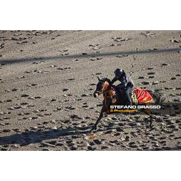 Japan Cup of Tokyo - - Tokyo, Fuchu Racecourse - 24 November 2023 - ph.Stefano Grasso/Longines A morning at MIHO training center
