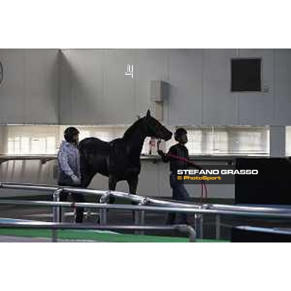 Japan Cup of Tokyo - - Tokyo, Fuchu Racecourse - 24 November 2023 - ph.Stefano Grasso/Longines A morning at MIHO training center