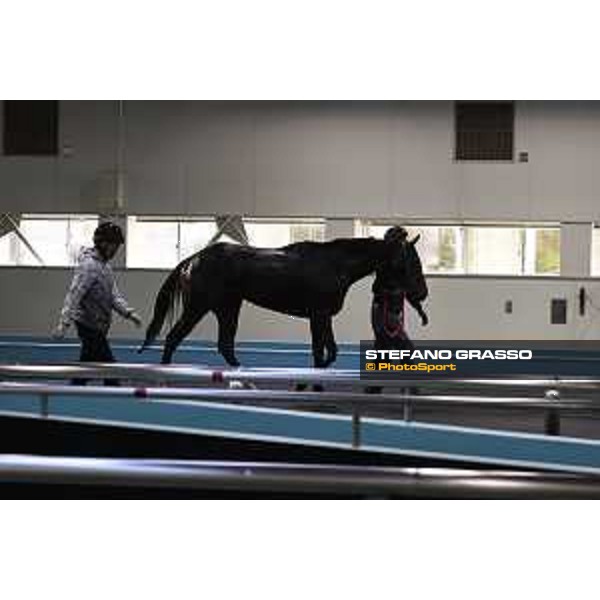 Japan Cup of Tokyo - - Tokyo, Fuchu Racecourse - 24 November 2023 - ph.Stefano Grasso/Longines A morning at MIHO training center