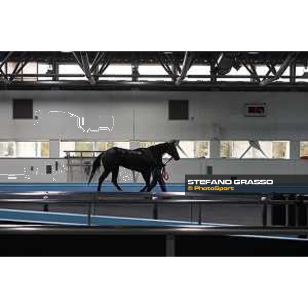 Japan Cup of Tokyo - - Tokyo, Fuchu Racecourse - 24 November 2023 - ph.Stefano Grasso/Longines A morning at MIHO training center