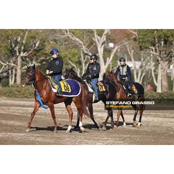 Japan Cup of Tokyo - - Tokyo, Fuchu Racecourse - 24 November 2023 - ph.Stefano Grasso/Longines A morning at MIHO training center