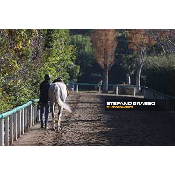 Japan Cup of Tokyo - - Tokyo, Fuchu Racecourse - 24 November 2023 - ph.Stefano Grasso/Longines A morning at MIHO training center