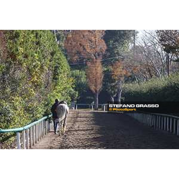Japan Cup of Tokyo - - Tokyo, Fuchu Racecourse - 24 November 2023 - ph.Stefano Grasso/Longines A morning at MIHO training center