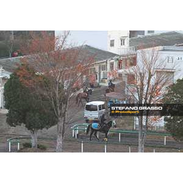 Japan Cup of Tokyo - - Tokyo, Fuchu Racecourse - 23 November 2023 - ph.Stefano Grasso/Longines A morning at MIHO training center