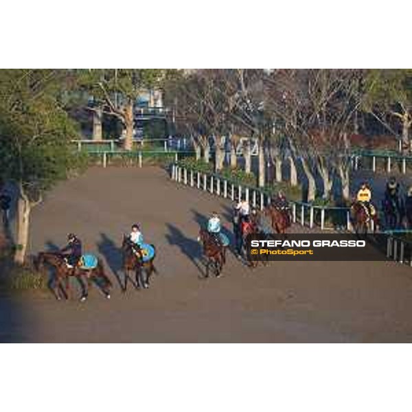 Japan Cup of Tokyo - - Tokyo, Fuchu Racecourse - 23 November 2023 - ph.Stefano Grasso/Longines A morning at MIHO training center