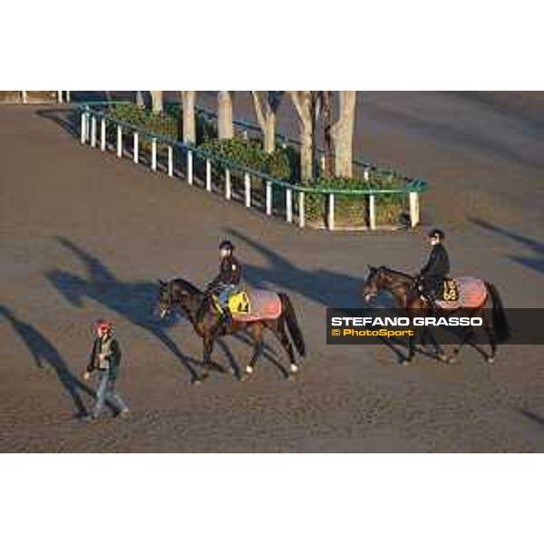 Japan Cup of Tokyo - - Tokyo, Fuchu Racecourse - 23 November 2023 - ph.Stefano Grasso/Longines A morning at MIHO training center