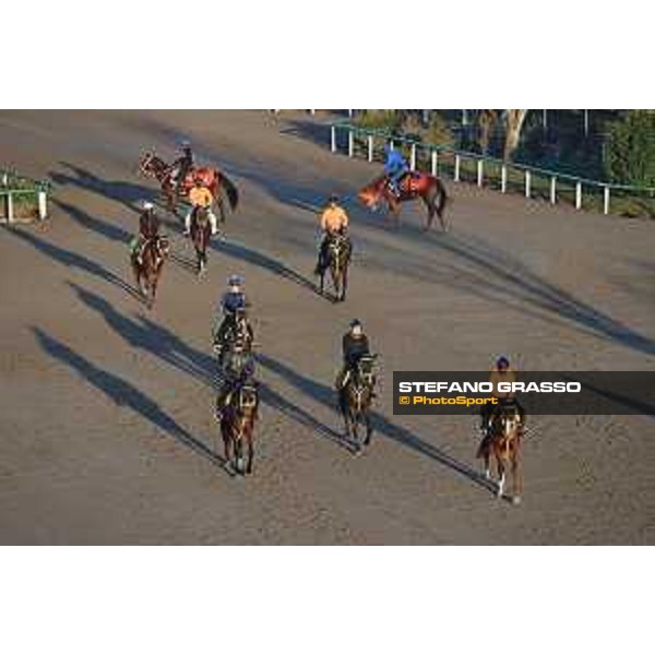 Japan Cup of Tokyo - - Tokyo, Fuchu Racecourse - 24 November 2023 - ph.Stefano Grasso/Longines A morning at MIHO training center