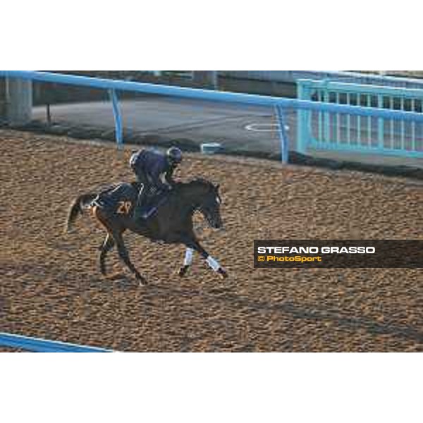 Japan Cup of Tokyo - - Tokyo, Fuchu Racecourse - 24 November 2023 - ph.Stefano Grasso/Longines A morning at MIHO training center