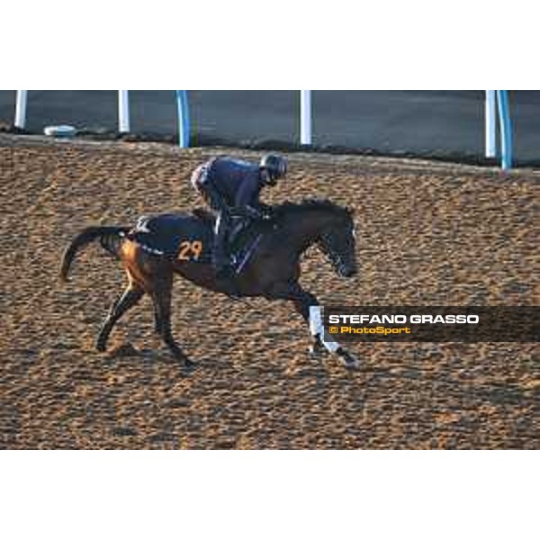 Japan Cup of Tokyo - - Tokyo, Fuchu Racecourse - 24 November 2023 - ph.Stefano Grasso/Longines A morning at MIHO training center