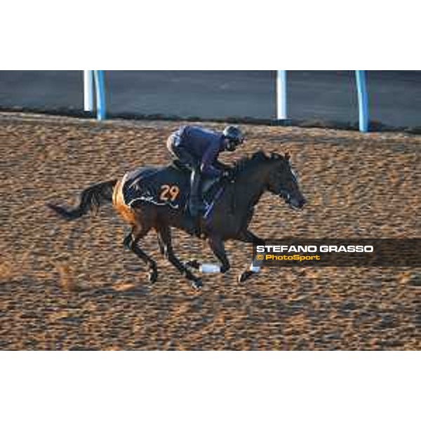 Japan Cup of Tokyo - - Tokyo, Fuchu Racecourse - 24 November 2023 - ph.Stefano Grasso/Longines A morning at MIHO training center