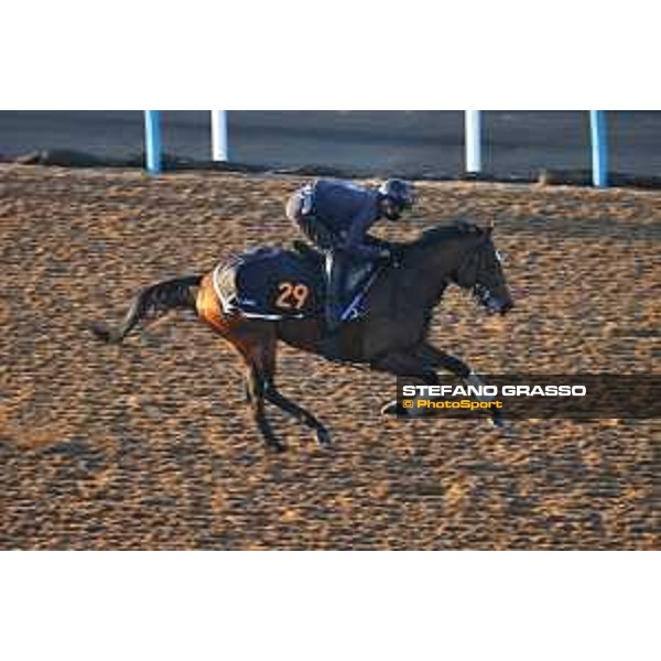 Japan Cup of Tokyo - - Tokyo, Fuchu Racecourse - 24 November 2023 - ph.Stefano Grasso/Longines A morning at MIHO training center