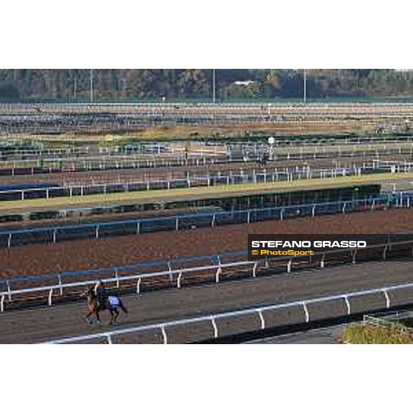 Japan Cup of Tokyo - - Tokyo, Fuchu Racecourse - 24 November 2023 - ph.Stefano Grasso/Longines A morning at MIHO training center