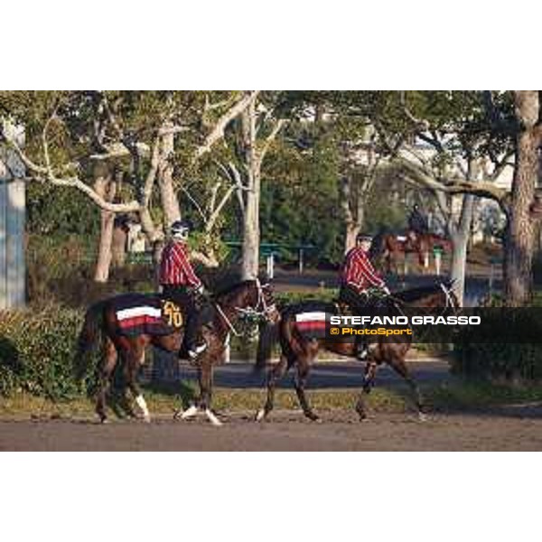Japan Cup of Tokyo - - Tokyo, Fuchu Racecourse - 24 November 2023 - ph.Stefano Grasso/Longines A morning at MIHO training center
