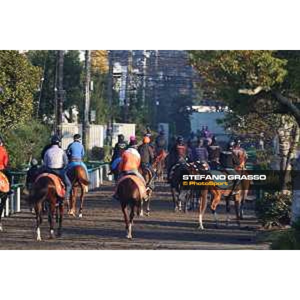 Japan Cup of Tokyo - - Tokyo, Fuchu Racecourse - 24 November 2023 - ph.Stefano Grasso/Longines A morning at MIHO training center