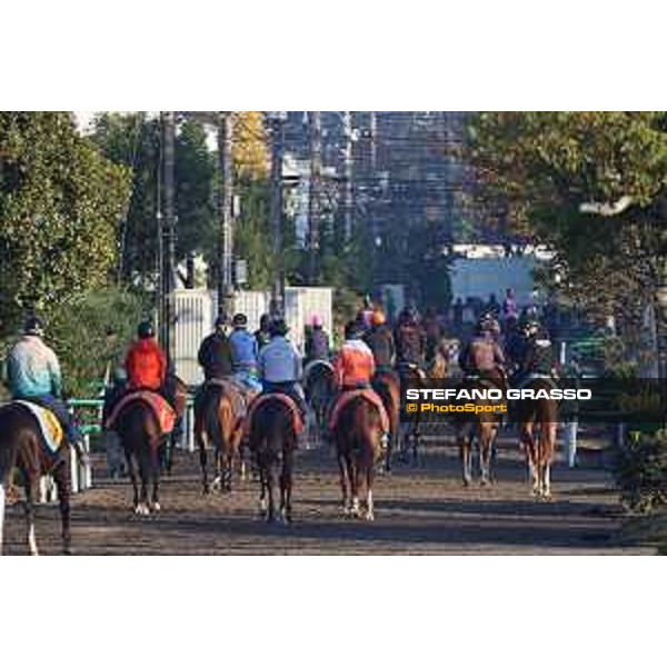 Japan Cup of Tokyo - - Tokyo, Fuchu Racecourse - 24 November 2023 - ph.Stefano Grasso/Longines A morning at MIHO training center