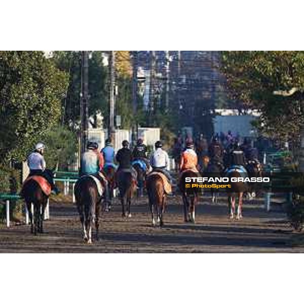 Japan Cup of Tokyo - - Tokyo, Fuchu Racecourse - 24 November 2023 - ph.Stefano Grasso/Longines A morning at MIHO training center