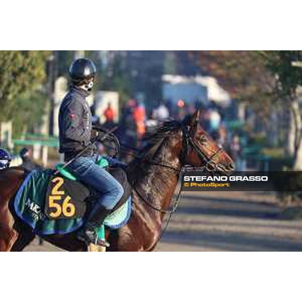 Japan Cup of Tokyo - - Tokyo, Fuchu Racecourse - 24 November 2023 - ph.Stefano Grasso/Longines A morning at MIHO training center