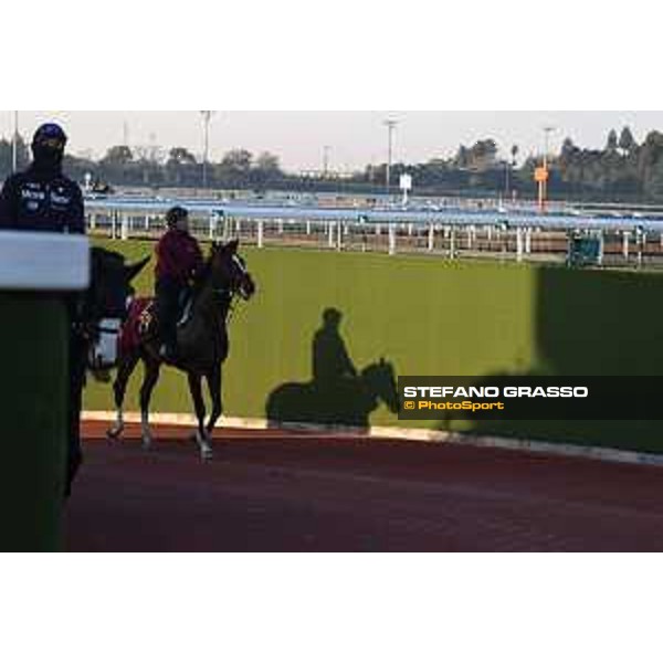 Japan Cup of Tokyo - - Tokyo, Fuchu Racecourse - 24 November 2023 - ph.Stefano Grasso/Longines A morning at MIHO training center